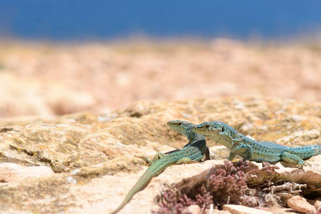 Ібіца під загрозою: як інвазивна змія змінила екосистему острова